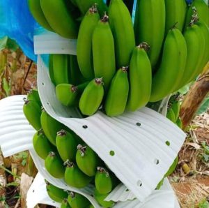 hình ảnh mút xốp lpts thanh long