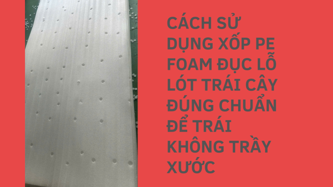 CÁCH SỬ DỤNG XỐP PE FOAM ĐỤC LỖ LÓT TRÁI CÂY ĐÚNG CHUẨN ĐỂ TRÁI KHÔNG TRẦY XƯỚC (1)