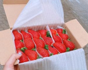 Xốp PE Foam 2mm Lót Trái Cây