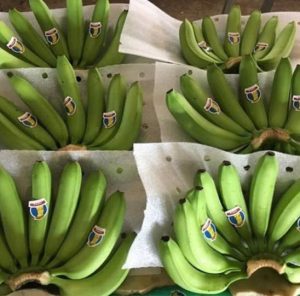 Xốp PE Foam 2mm Lót Trái Cây